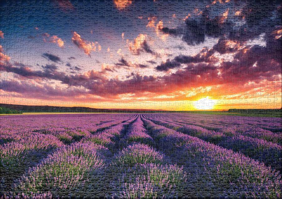 Ulmer 0053 - Lavender Blossoms - 1000 db-os puzzle