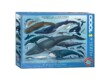 EuroGraphics 6000-0082 - Whales and Dolphins - 1000 db-os puzzle