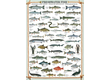 EuroGraphics 6000-0312 - Freshwater Fish - 1000 db-os puzzle