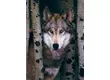 EuroGraphics 6000-1244 - Gray Wolf - 1000 db-os puzzle