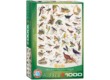 EuroGraphics 6000-1259 - Birds - 1000 db-os puzzle