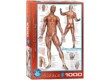 EuroGraphics 6000-2015 - The Muscular System - 1000 db-os puzzle