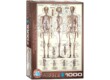 EuroGraphics 6000-3970 - The Skeletal System - 1000 db-os puzzle