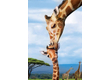 EuroGraphics 8251-0294 - Giraffes - 250 db-os puzzle