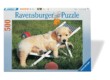 Ravensburger 14179 - Golden Retriever - 500 db-os puzzle