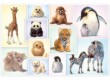 Schmidt 56270 - Baby Animals of the Wild - 200 db-os puzzle