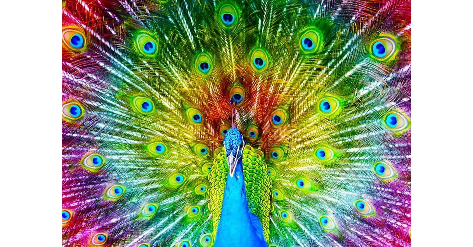 Enjoy Enjoy Puzzle - 1251 - Colorful Peacock - 1000 db-os puzzle