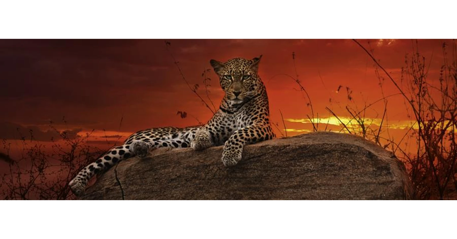 HEYE 29608 Puzzle – Leopard Bei Sonnenuntergang, Hochwertiges 1000-Teile-Puzzle Für Erwachsene HEYE 29608 Puzzle – Leopard Bei Sonnenuntergang, Hochwertiges 1000-Teile-Puzzle Für Erwachsene