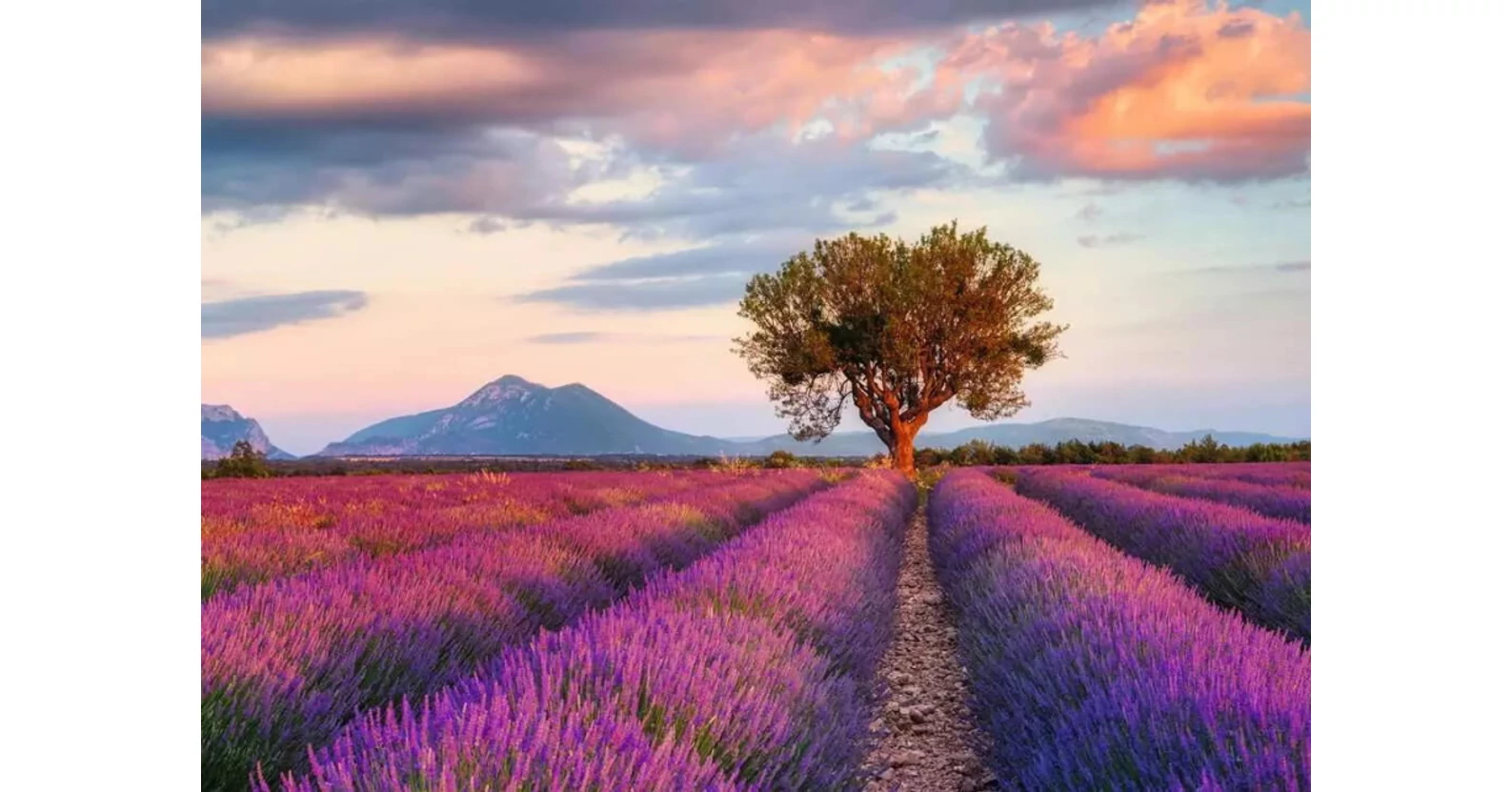 Ravensburger Lavender Field To The Golden Sun 1000 Piece Puzzle - Landscape Jigsaw For Adults & Teens 14+