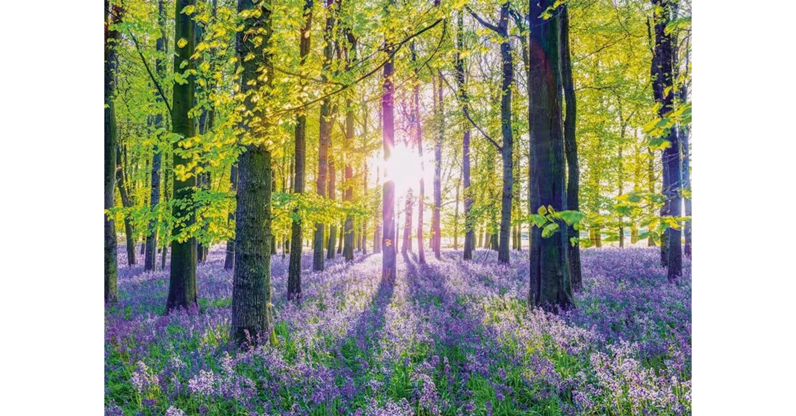 Schmidt Spiele 1000 Piece Puzzle | Delicate Bellflowers In The Forest, Premium Quality, For Adults