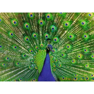 Ravensburger 12001332 - Páva - 500 db-os puzzle
