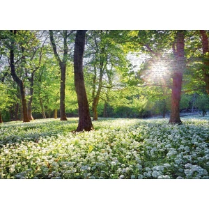 Ulmer 2743 - Spring Sun - 1000 db-os puzzle