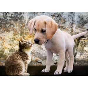 Bluebird 90335 - Kitten and Puppy - 500 db-os puzzle
