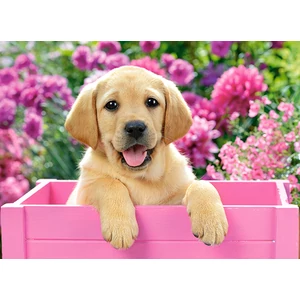Castorland B-030071 - Labrador kölyök rózsaszín dobozban - 300 db-os puzzle