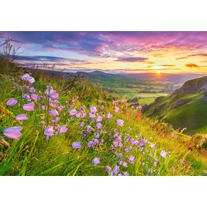 Castorland B-53681 - Harangvirág a naplementében - 500 db-os puzzle