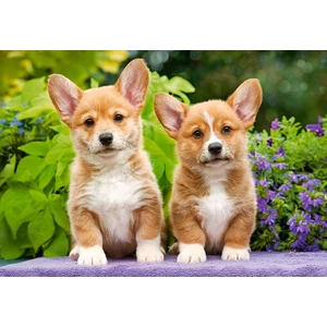 Castorland C-104659 - Welsh Corgi kiskutyák - 1000 db-os puzzle