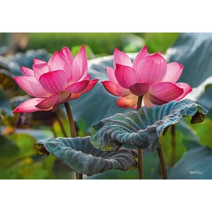 CherryPazzi 20012 - Pink Lotus Flowers - 500 db-os puzzle