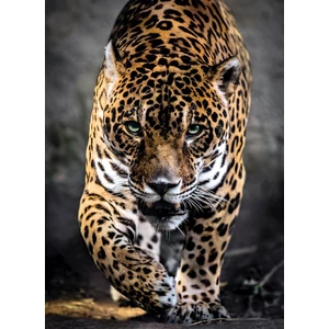 Clementoni 39326 - Jaguár - 1000 db-os puzzle