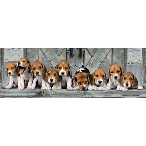 Clementoni 39435 - Panoráma puzzle - Beagle kiskutyák - 1000 db-os puzzle