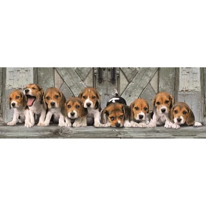 Clementoni 39869 - Panoráma puzzle - Beagles - 1000 db-os Compact puzzle