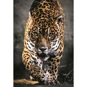 Clementoni 39947 - High Quality Collection - Walk Of The Jaguar - 1000 db-os Compact puzzle