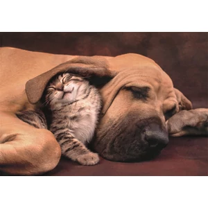 Clementoni 35583 - High Quality Collection - Cuddles - 500 db-os Compact puzzle