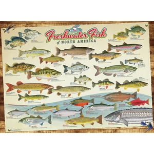 Cobble Hill 40181 - Freshwater Fish of North America - 1000 db-os puzzle