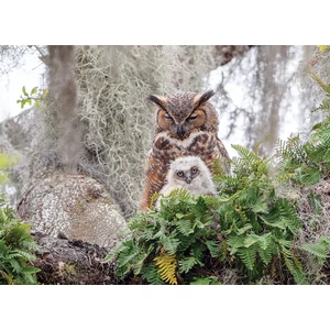 Cobble Hill 40176 - Great Horned Owl - 1000 db-os puzzle