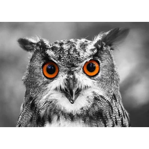 Enjoy Puzzle - 1626 - Curious Owl - 1000 db-os puzzle