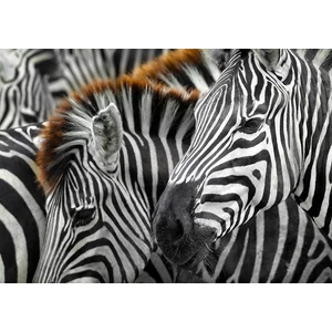 Enjoy Puzzle - 2103 - Zebras - 1000 db-os puzzle