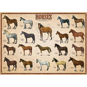 EuroGraphics 6000-0078 - Horses - 1000 db-os puzzle