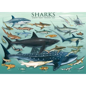 EuroGraphics 6000-0079 - Sharks - 1000 db-os puzzle