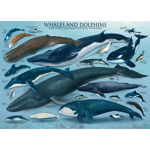 EuroGraphics 6000-0082 - Whales and Dolphins - 1000 db-os puzzle