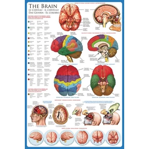 EuroGraphics 6000-0256 - The Brain - 1000 db-os puzzle