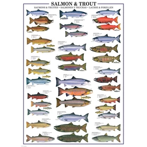 EuroGraphics 6000-0311 - Salmon & Trout - 1000 db-os puzzle