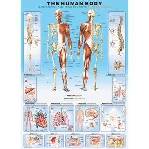 EuroGraphics 6000-1000 - The Human Body - 1000 db-os puzzle