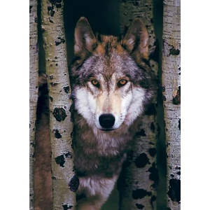 EuroGraphics 6000-1244 - Gray Wolf - 1000 db-os puzzle
