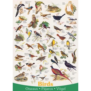 EuroGraphics 6000-1259 - Birds - 1000 db-os puzzle