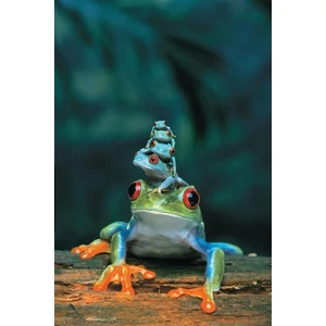EuroGraphics 6000-3004- Red Eyed Tree Frog- 1000 db-os puzzle