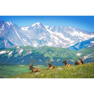 EuroGraphics 6000-5705 - Mountain Elks - 1000 db-os puzzle