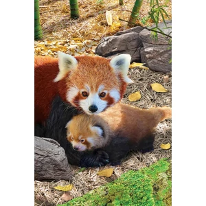 EuroGraphics 8251-5557 - Red Pandas - 250 db-os puzzle