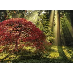 Heye 29855 - Magic Forests - Guiding Light - 1000 db-os puzzle