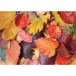 Magnolia 3525 - Colorful Leaves - 1000 db-os puzzle