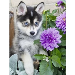 Ravensburger 13682 - Husky kutyus - 500 db-os puzzle