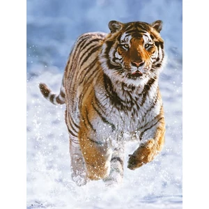 Ravensburger 14475 - Tigris a hóban - 500 db-os puzzle