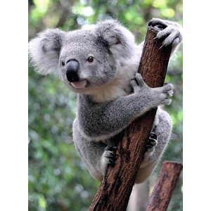 Ravensburger 12000241 - Panda és koala - 2 x 500 db-os puzzle