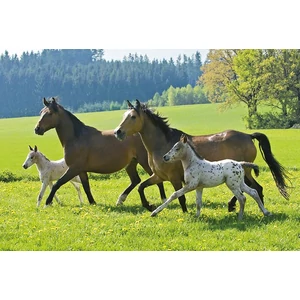 Schmidt 55588 - Pferde Puzzle-Box - 2x26+2x48 db-os puzzle fém bőröndben