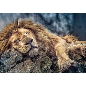 Trefl 10447 - Alvó oroszlán - 1000 db-os puzzle