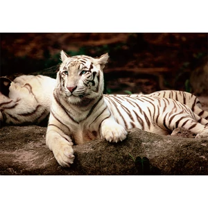 Trefl 26075 - Bengáli tigris - 1500 db-os puzzle