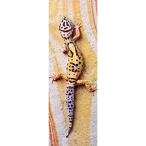 Trefl 75006 - Home Gallery - Sütkérező gyík - 300 db-os puzzle 